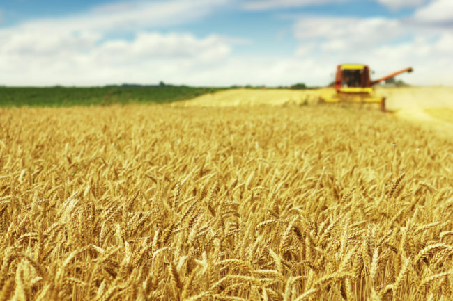 Wheat field