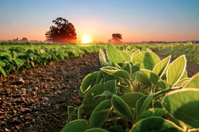 Soybean field