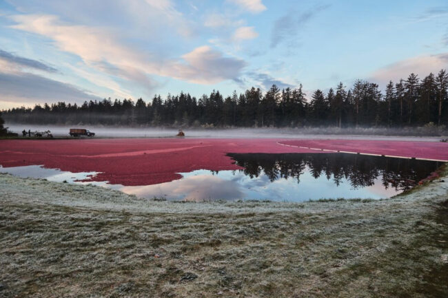 Ocean Spray Cranberries, Inc. sustainable cranberries