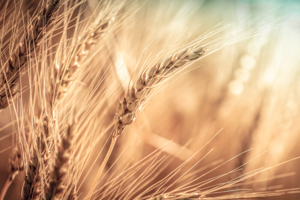 Eaves of wheat