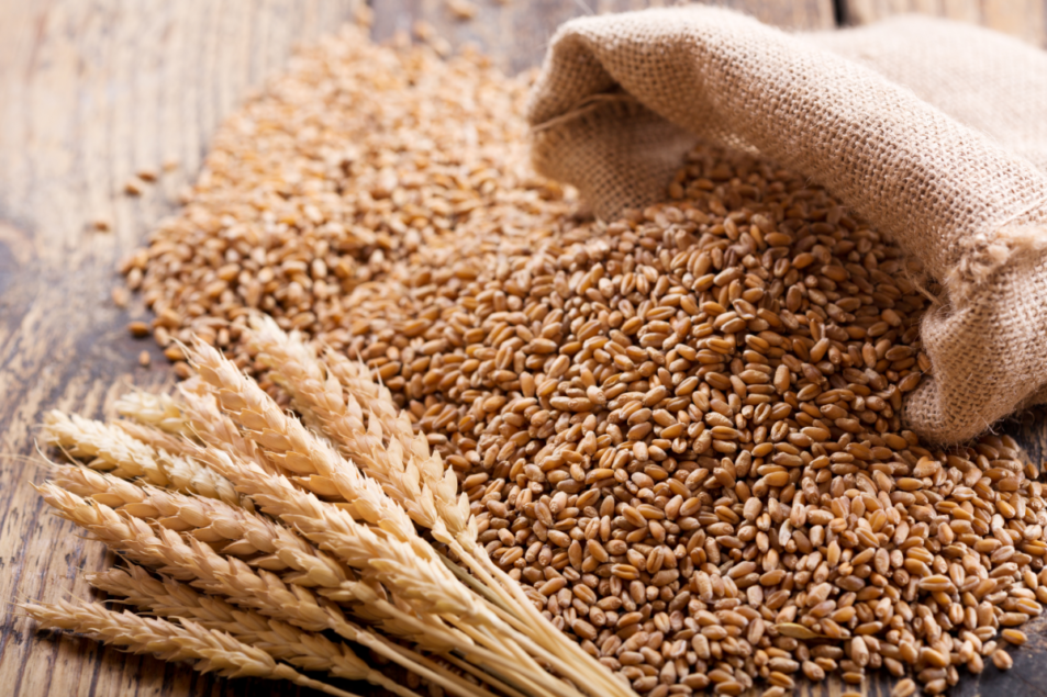 Largest harvests seen for Canadian wheat and oats Food Business News