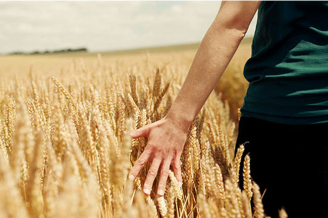 Sustainable wheat