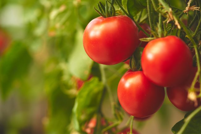 Tomatoes on vines