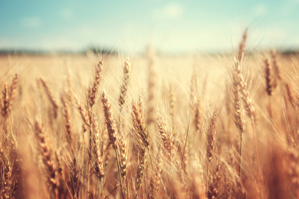 US wheat carryover forecast unchanged | 2021-02-10