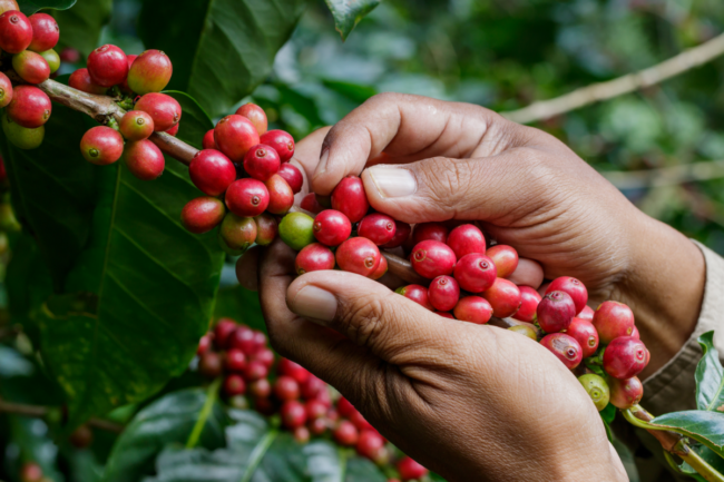 coffeberry plant