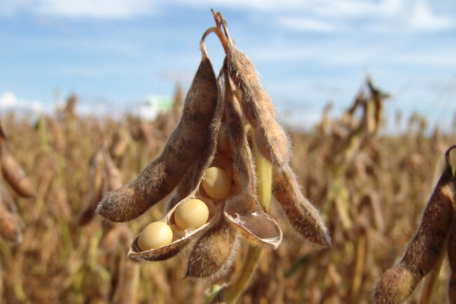 Soybean plant