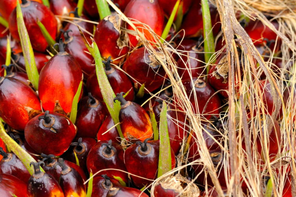 Close-up of oil palms