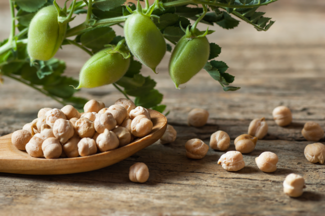 Uncooked dried chickpeas in wooden spoon with raw green chickpea pod plant on wooden table