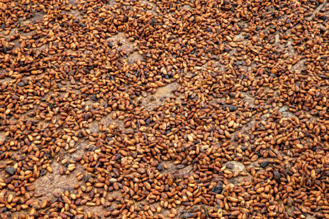 Cocoa beans drying