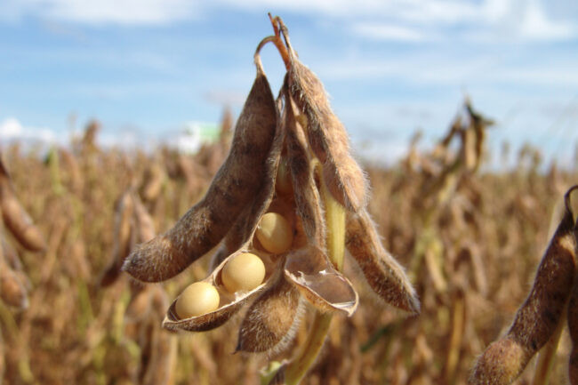 Soybean pods growing in a soybean field