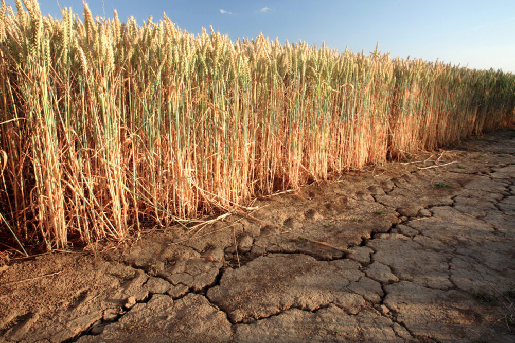 Wheat drought