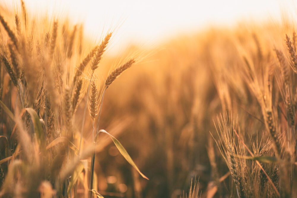 Wheat field