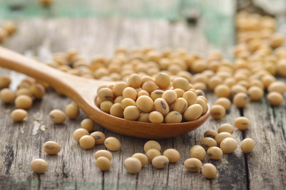 New non-GMO soybean varieties enter market | Food Business News