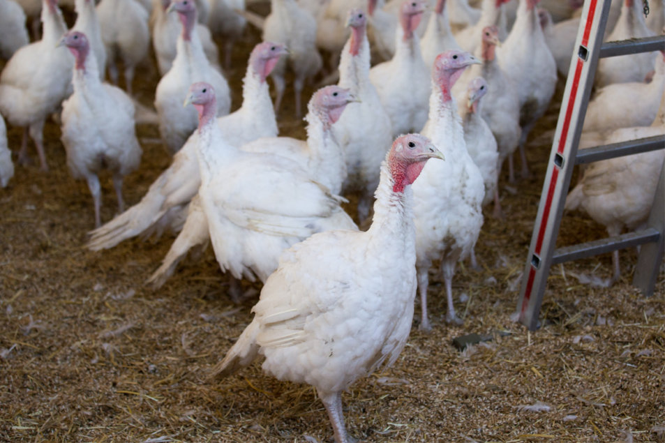 Bird flu found in Hormel Foods turkey flock Food Business News