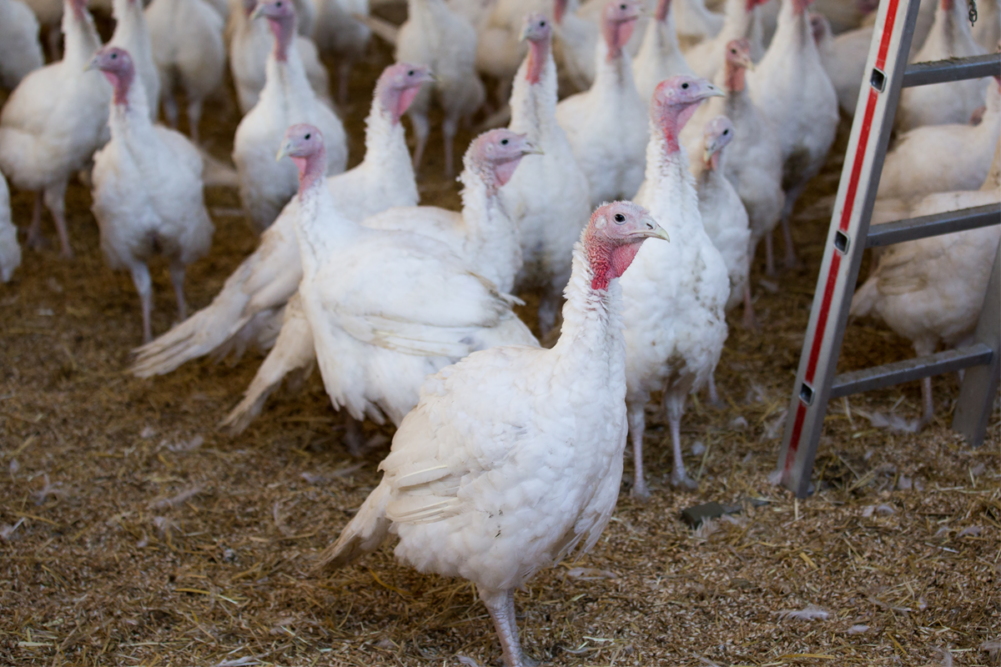 Turkeys on a farm