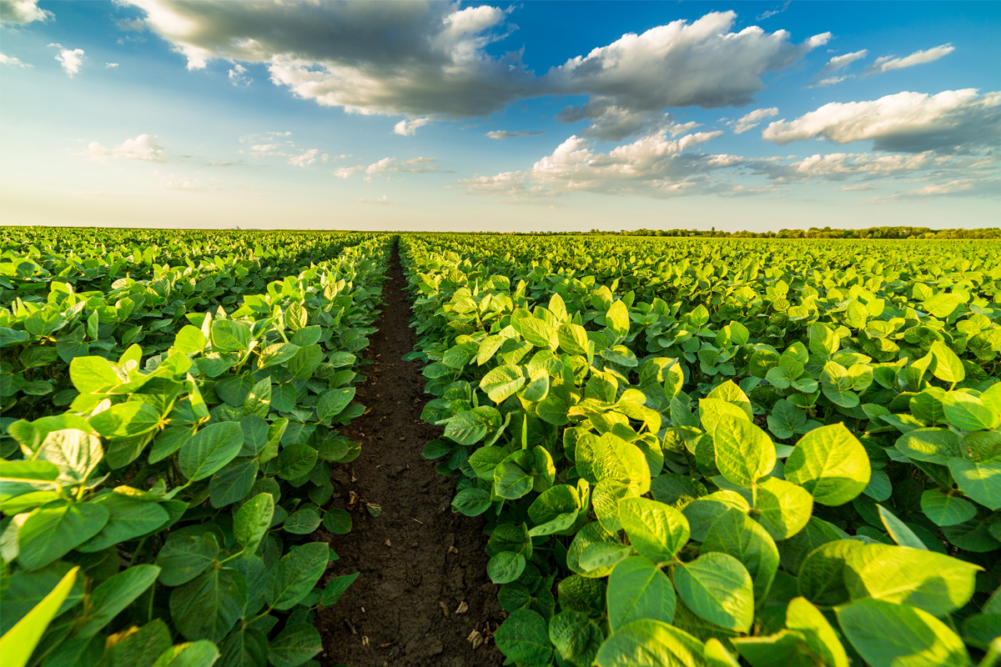 Soybean Field