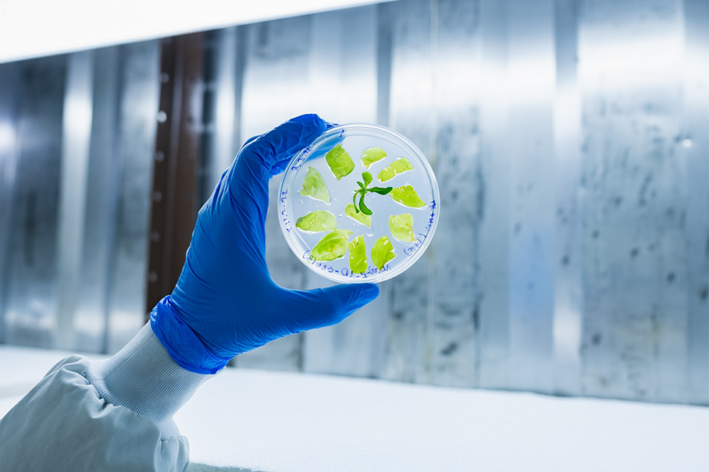 Tobacco in Petri Dish