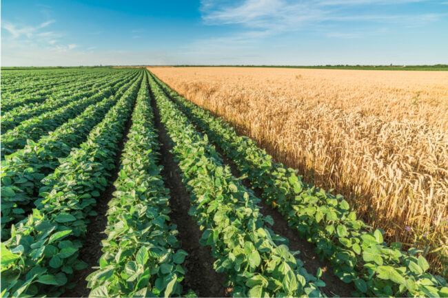 Soybean field