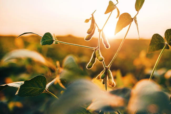 Soybeans growing