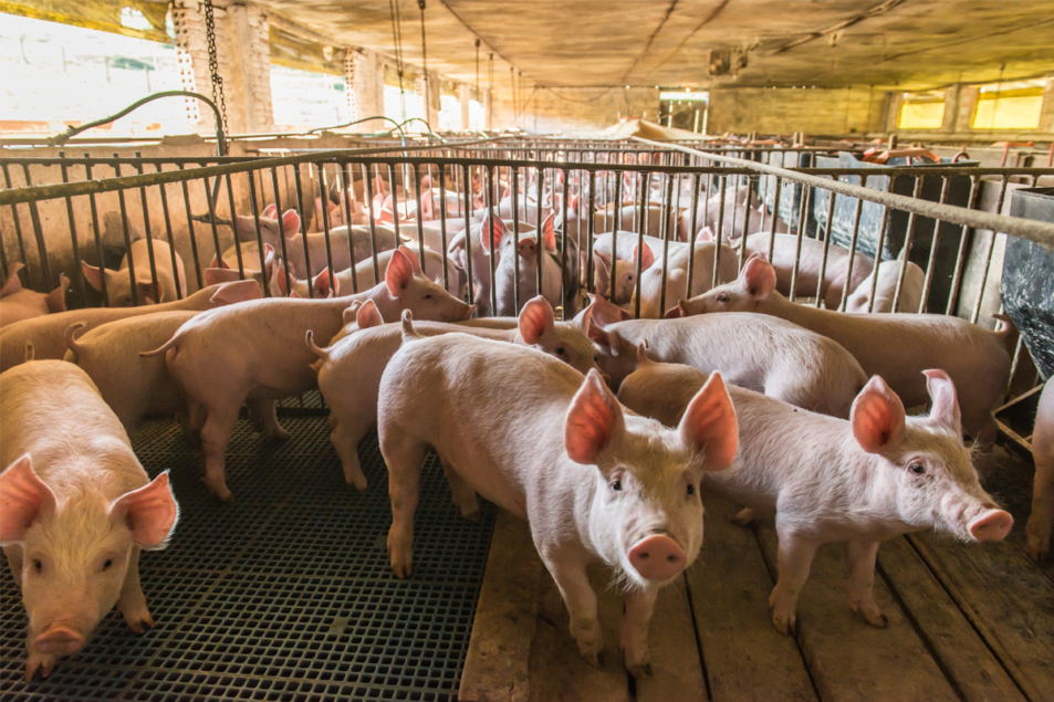 efforts-aligning-to-prompt-the-us-pork-industry-to-change-food