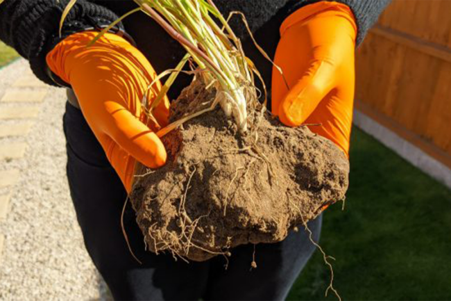 Person holding wheat roots