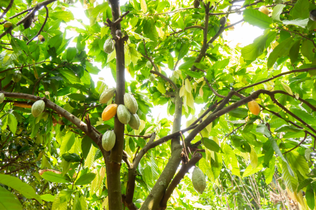 Cocoa trees