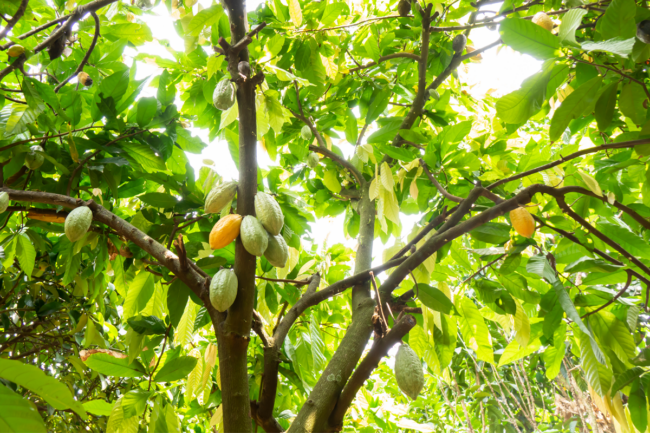 Cocoa trees