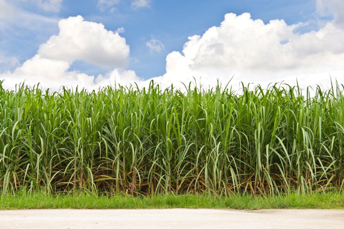 Sugar cane field