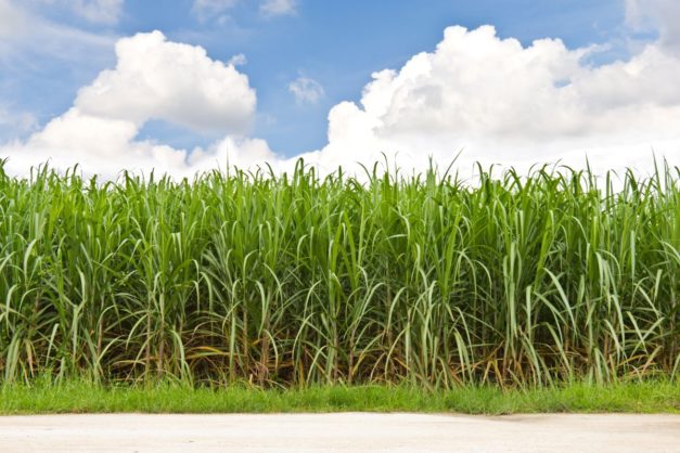 Cane Sugar Processing Chemicals