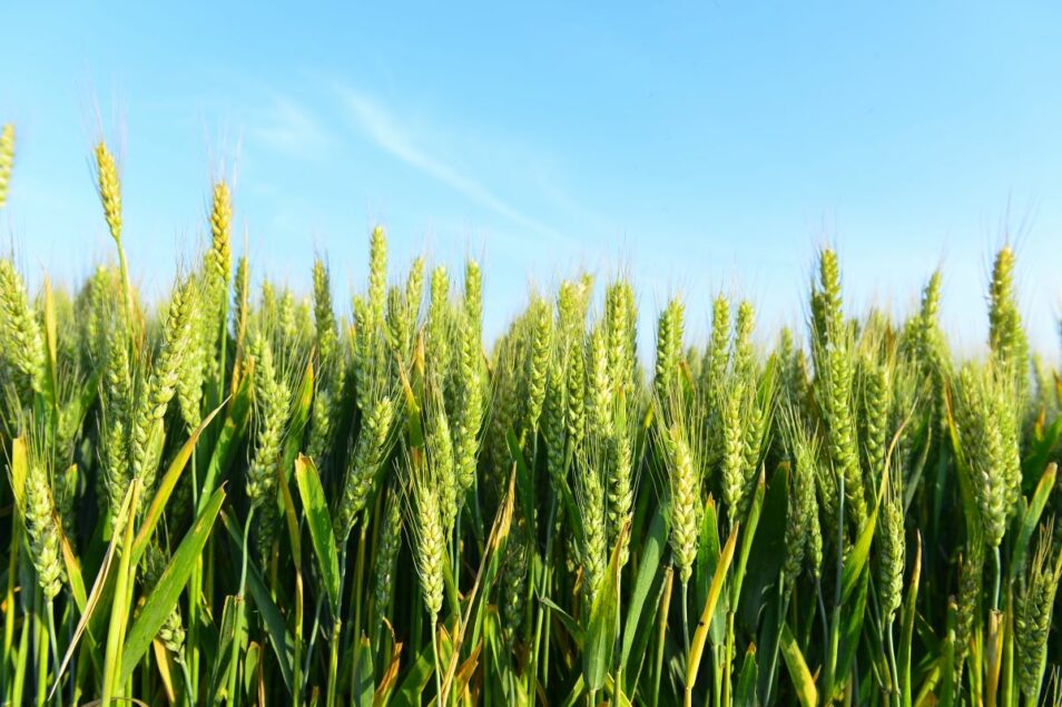 Hard red winter wheat production down 21% from 2021 | Food Business News