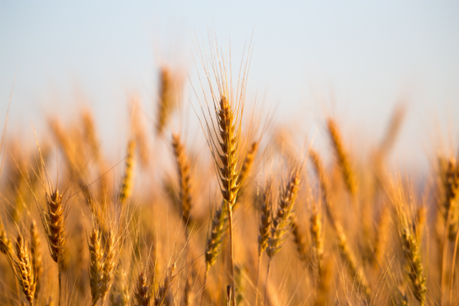 Wheat in a field