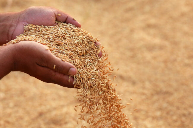 Hands pouring brown rice