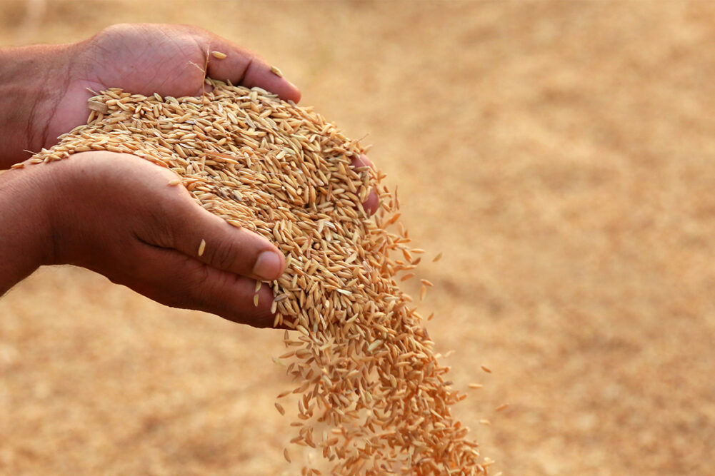 Hands pouring brown rice