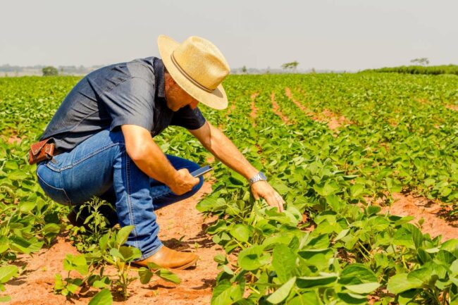 Man inspecting a soybean field