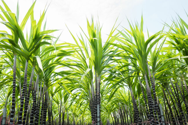 Sugar Cane Grove