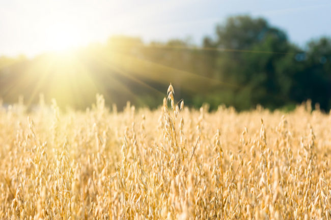 Oat field