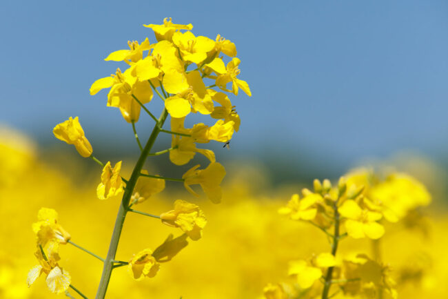 Canola flowers against a blue sky