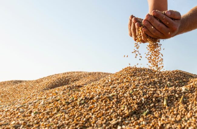 Farmer holding wheat grain