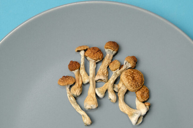 Magic mushrooms on a plate