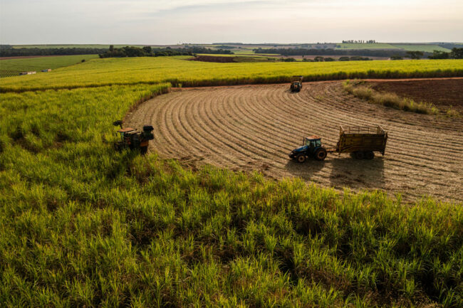 Sugar cane harvester in a field