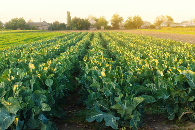 Broccoli crops