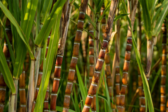 Sugar cane field