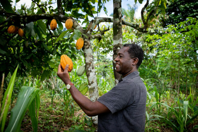 A man holding a cocoa bean