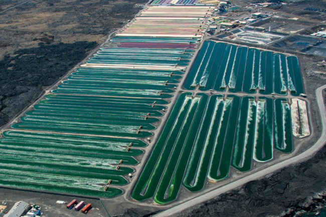 Microalgae ponds