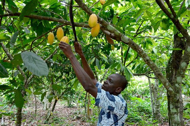 mondelez-cocoa-farm