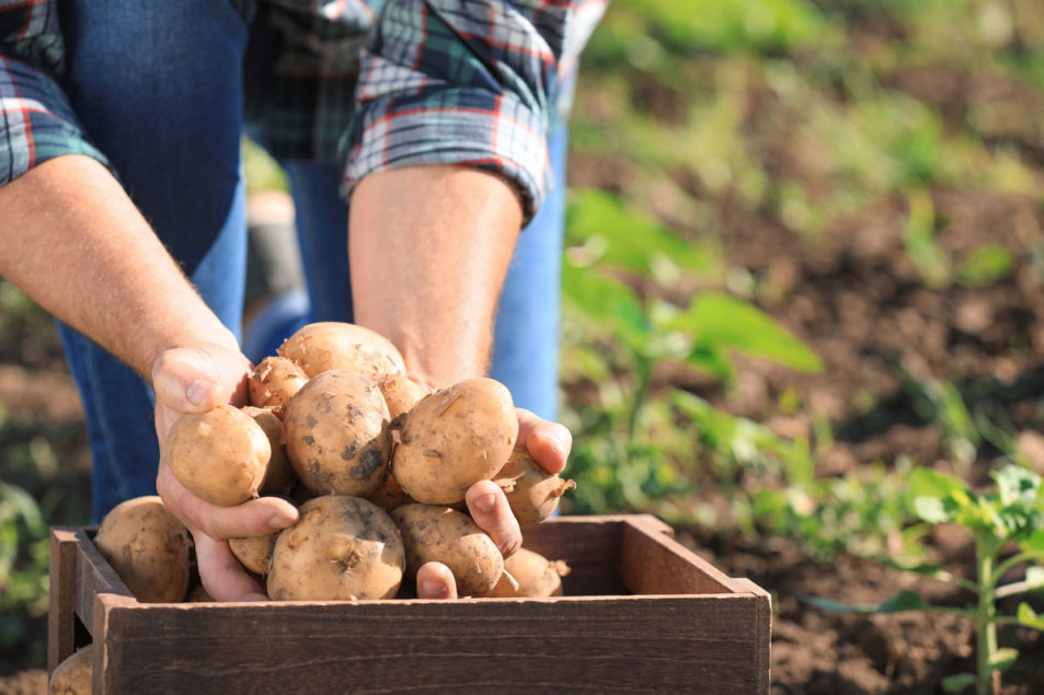 McCain brings back Stranger Things' Barb to talk sustainable potato farming  