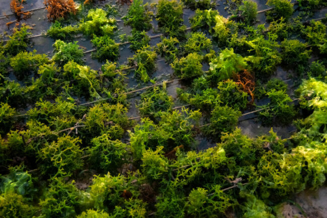 Seaweed growing on a line