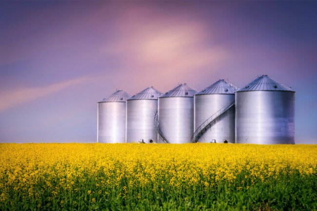 Steel bins in a canola field