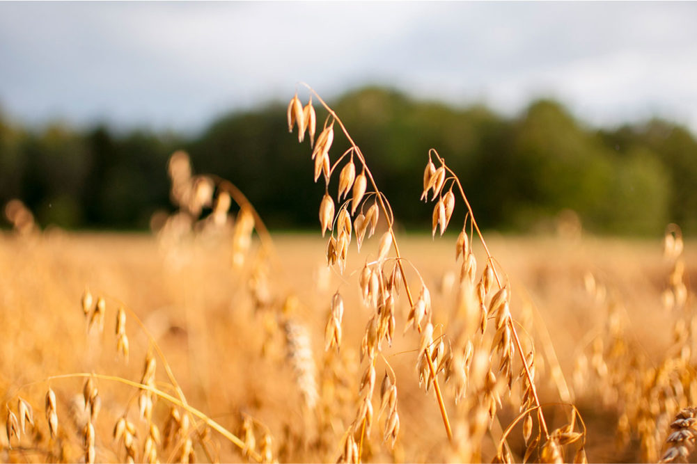 Will the Canadian oat market ever settle down? | Food Business News