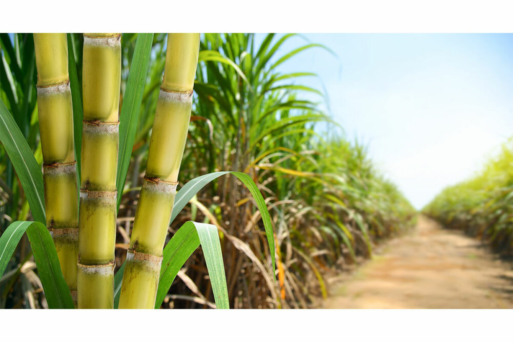 Sugar cane